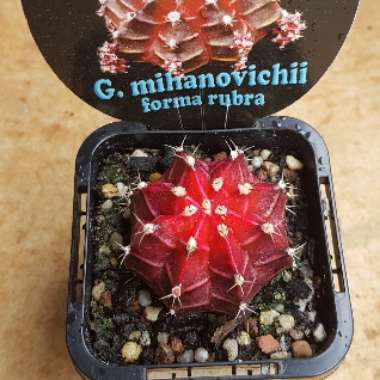 Gymnocalycium mihanovichii