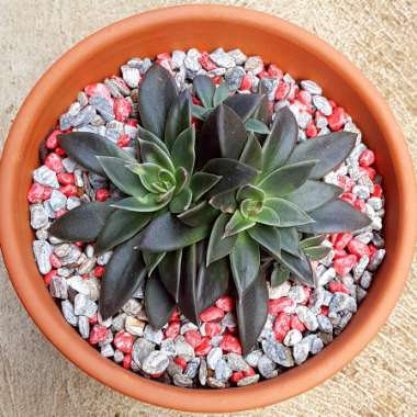 Echeveria Serrana