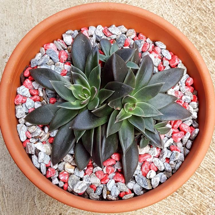 Plant image Echeveria Serrana