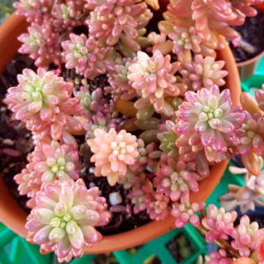 Sedum Rubrotinctum 'Aurora'