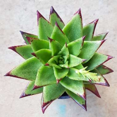 Echeveria Agavoides Red Edge