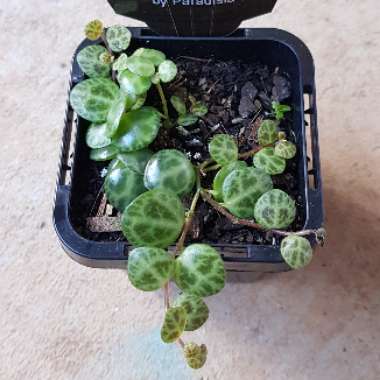 Peperomia prostrata