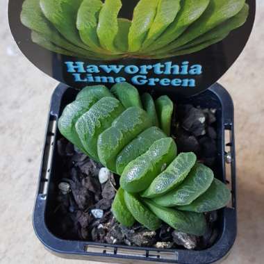 Haworthia Lime Green