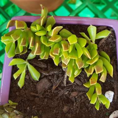 Cotyledon Papillaris