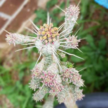 Euphorbia mammillaris 'Variegata'