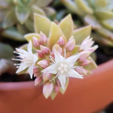 Sedum Golden Glow