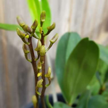 Dendrobium kingianum