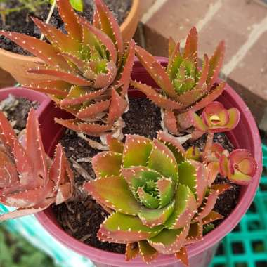 Aloe nobilis