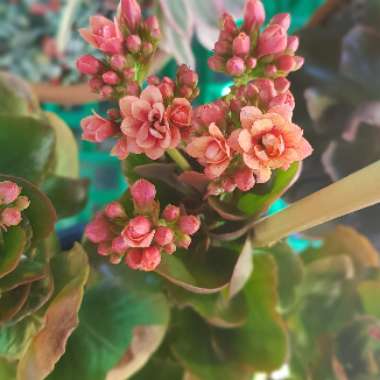 Kalanchoe Blossfeldiana