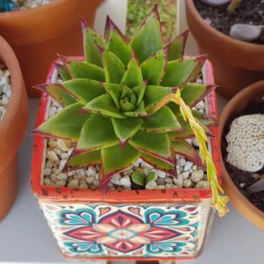 Echeveria Agavoides Red Edge