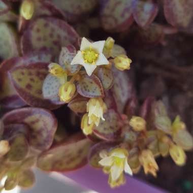 Crassula Volkensii