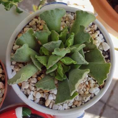 Adromischus cristatus