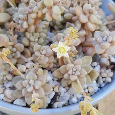 Graptopetalum Mendozae