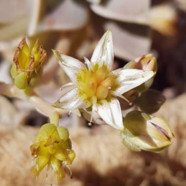 Graptopetalum Paraguayense subsp. Paraguayense