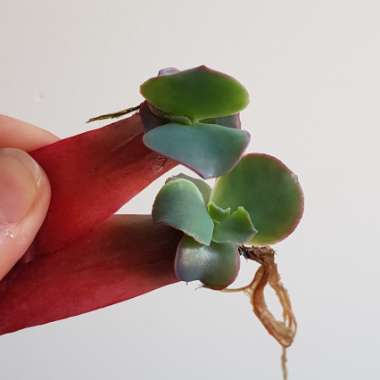 Echeveria Zorro