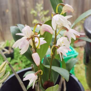 Dendrobium kingianum