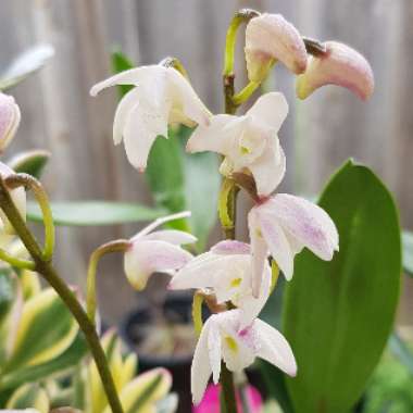 Dendrobium kingianum