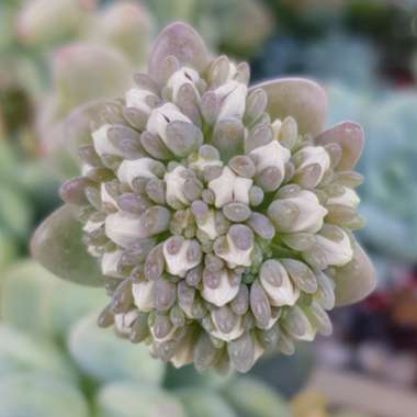 Sedum Clavatum