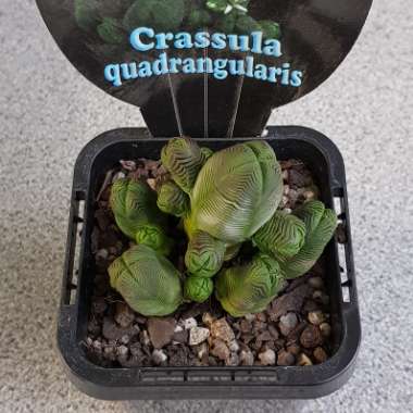 Crassula quadrangularis syn. Crassula pyramidalis