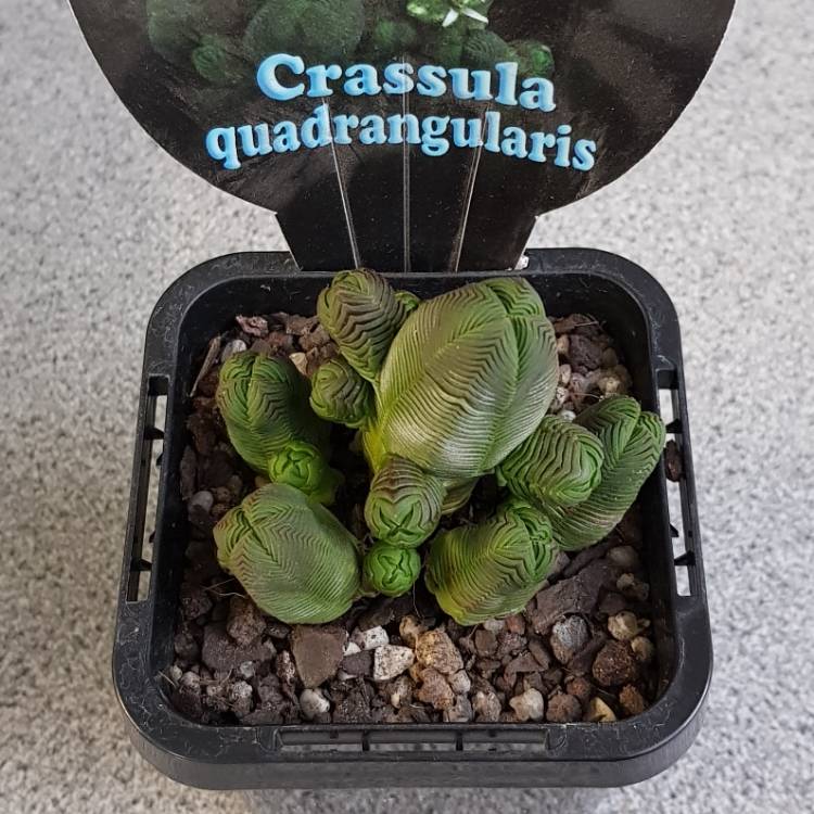 Plant image Crassula quadrangularis syn. Crassula pyramidalis