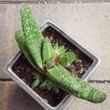 Gasteria