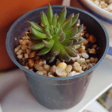 Sinocrassula Yunnanensis