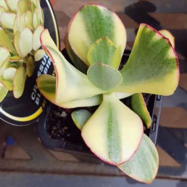 Crassula arborescens subsp. undulatafolia 'Bluebird Varigata'