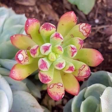 Echeveria Sedoides