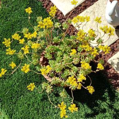 Sedum pachyphyllum