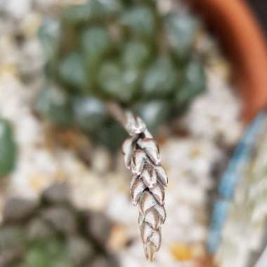 Haworthia cooperi var. 'Obtusa'