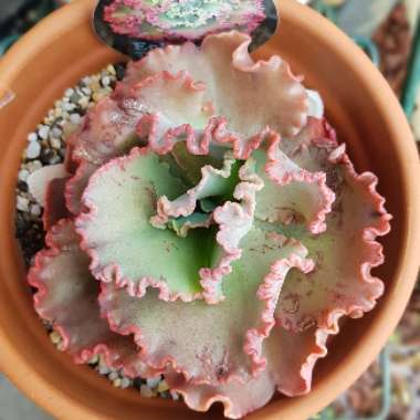 Echeveria Tutti Frutti