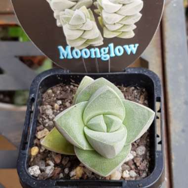 Crassula 'Moonglow'