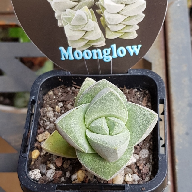 Plant image Crassula 'Moonglow'