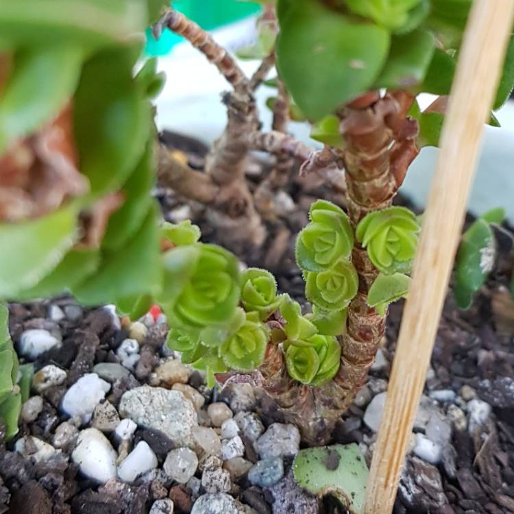 Plant image Crassula 'Green Pagoda'