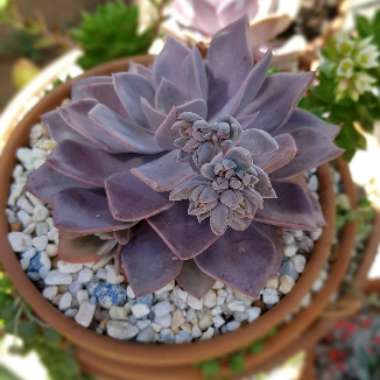 xGraptoveria Debbi