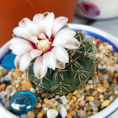 Gymnocalycium quehlianum