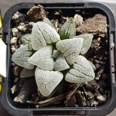 Haworthia emelyae var. major