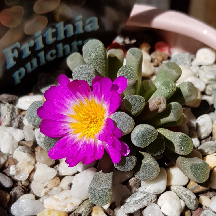 Plant image Frithia Pulchra