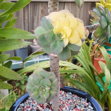 Aeonium Starburst