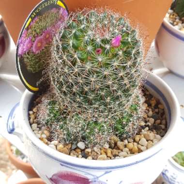 Mammillaria zeilmanniana