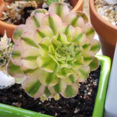 Aeonium Arboreum Albovariegatum