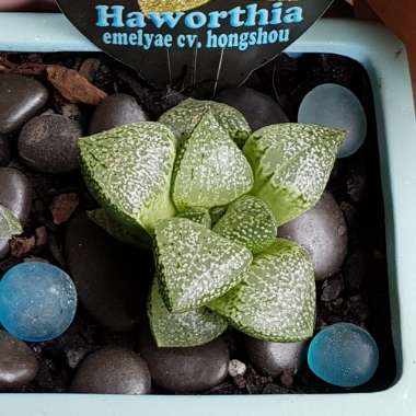 Haworthia Emelyae cv. Hongshou