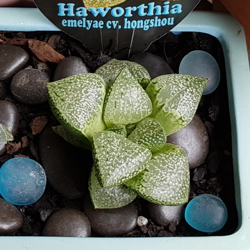 Plant image Haworthia Emelyae cv. Hongshou