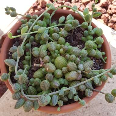 Curio Herreanus syn. Senecio Herreanus