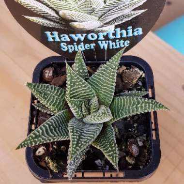 Haworthiopsis Limifolia var. Sriata