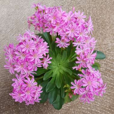 Lewisia Cotyledon