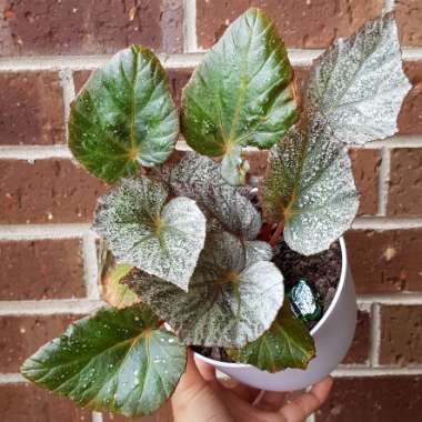 Begonia (Rex Cultorum Group)  syn. Begonia rex