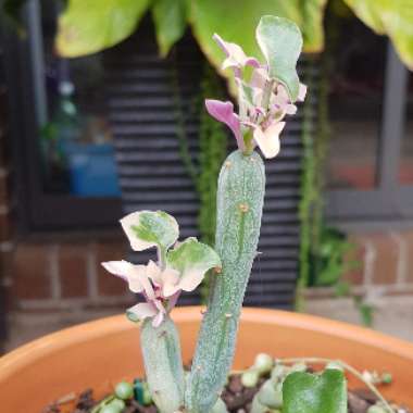 Senecio Articulatus Variegatus