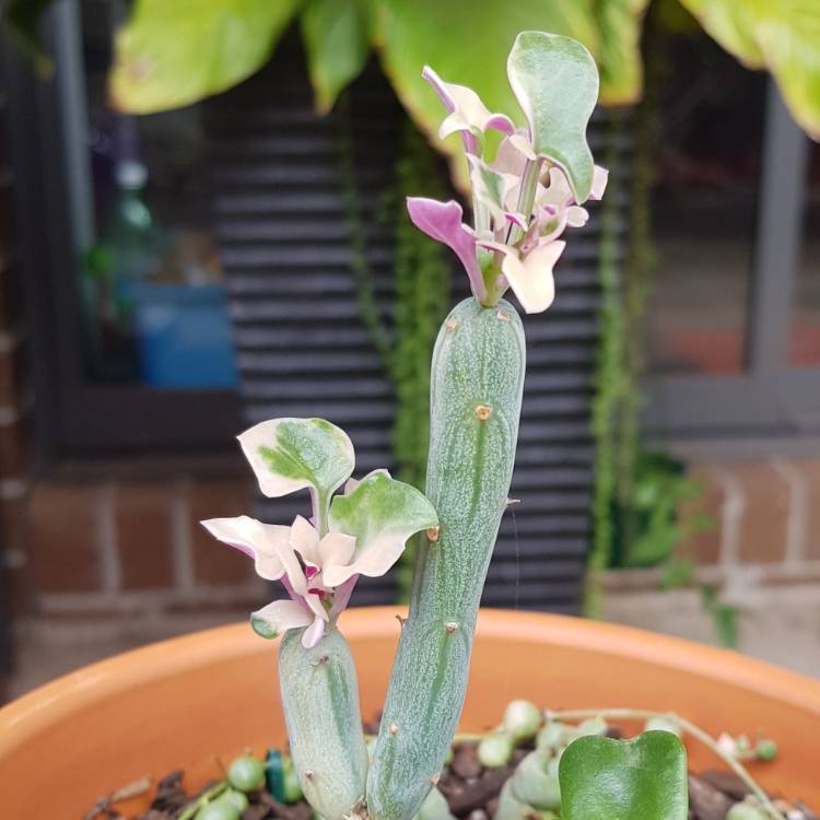 Plant image Senecio Articulatus Variegatus