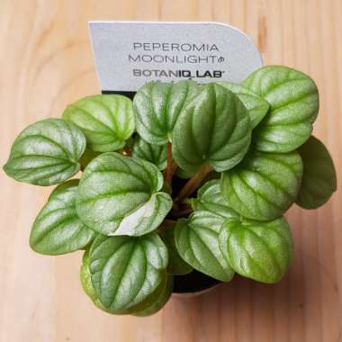 Peperomia 'Moonlight'